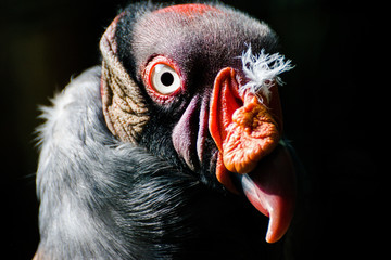 Kingvulture