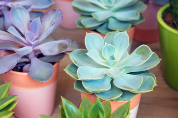 Plants of the genus Crassulaceae in pots at a flower shop. Succulents.