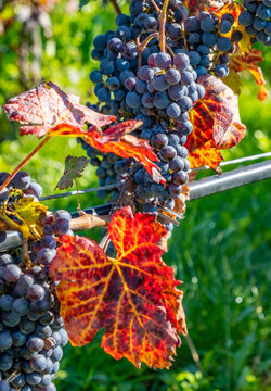 Close-up Of Ripen Cabernet Franc Grapes Ready For Harvesting