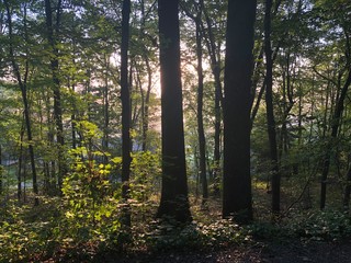 morning forest sun behind trees