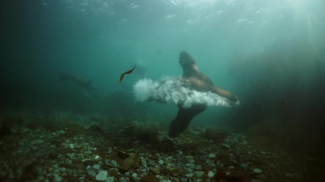 Northern sea lion mammal animal underwater on seabed of Sea of Okhotsk. Group of Seals underwater of Sea of Okhotsk. Family seals of wild nature. Concept of pinniped animals underwater.