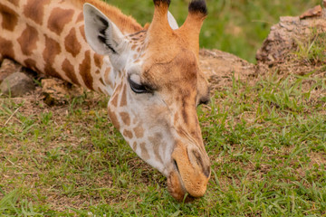 Obraz premium a giraffe grazing in a green meadow