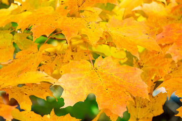 Closeup of Colorful Fall Foliage