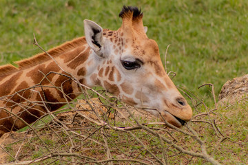 Obraz premium a giraffe grazing in a green meadow