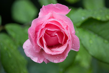 pink rose in the garden