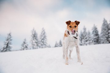 Happy fox terrier running wildly in the snow. Fun with a dog in the mountains. Hiking with a dog.
