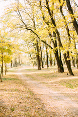 autumn yellow leaf fall conceptual girl park