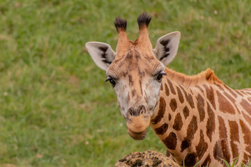 a giraffe grazing in a green meadow