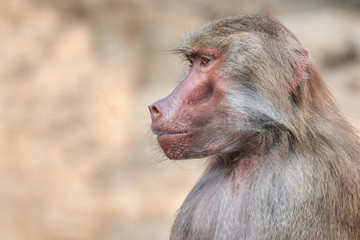 Fototapeta premium Hamadryas baboon
