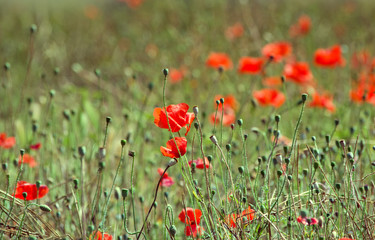 Red poppies growing on the field