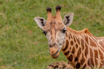 a giraffe grazing in a green meadow