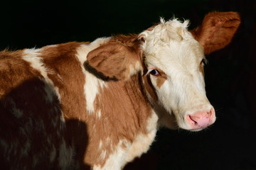 Close-up and portrait of a brown-and-white-spotted calf in front of a dark background