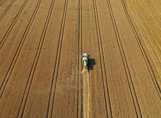 Aerial drone perspective view on harvester cutting wheat field making dust cloud.