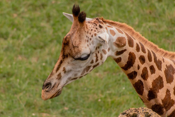 a giraffe grazing in a green meadow