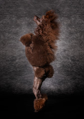 Brown giant Poodle dog