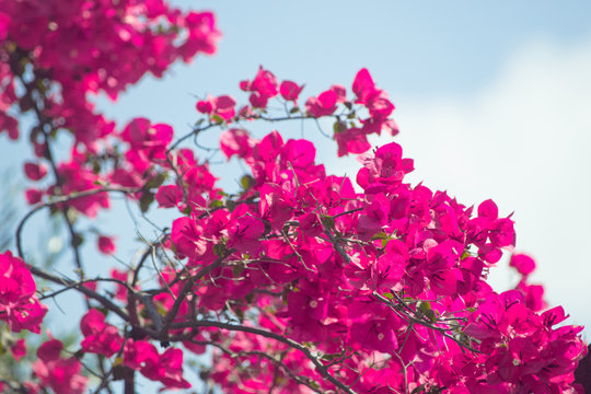 Branch of Bougainvillea tree with beautiful blooming purple flowers
