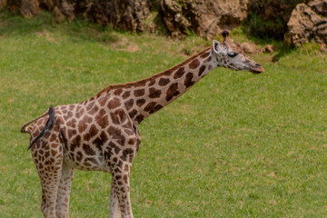 a giraffe grazing in a green meadow