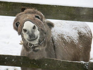 the donkey in winter