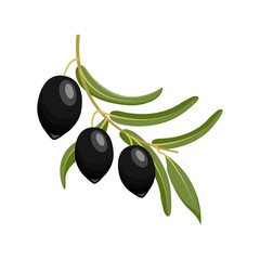 Black olives branch. vector illustration