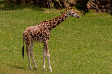 a giraffe grazing in a green meadow