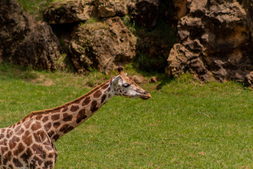 a giraffe grazing in a green meadow