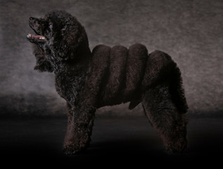 Black Poodle dog