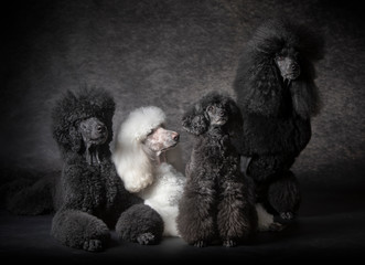 Black giant Poodle dog family