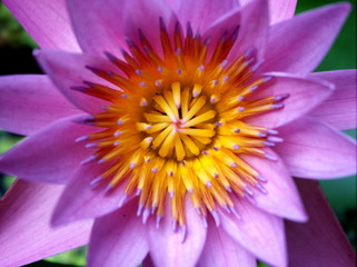 Flower in the garden of nature park