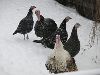 turkeys in winter