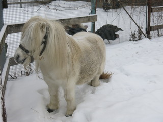ponies in winter