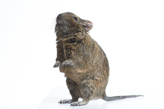 rodent degu isolated on white background. Studio shot, close-up.