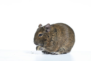 rodent degu isolated on white background. Studio shot, close-up.