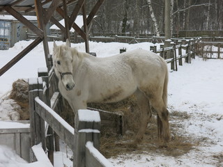 white horse in aviary in winter