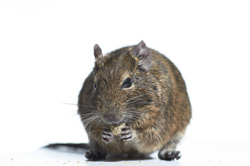 rodent degu isolated on white background. Studio shot, close-up.