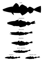 Cod fishes. Vector drawn silhouettes images collection.