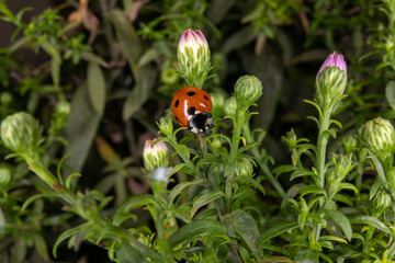 ladybug on flower
