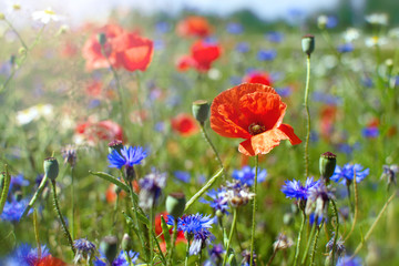 Obraz premium Field with beautiful various flowers: poppies, cornflowers, daisies growing among green grass at sunny summer day