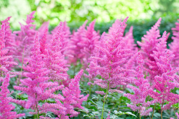 Astilbe plant (also called false goat's beard and false spirea) with pink feathery plumes of...