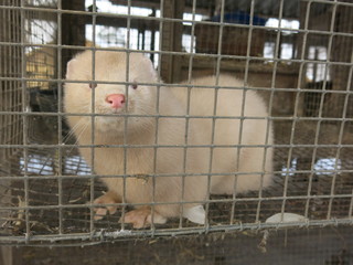 a ferret in a cage