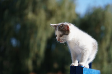 Adorable cute white little kitten playing outdoors on a sunny day. 