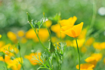 Beautiful spring background with small gentle yellow California Poppy (Eschscholzia californica) flowers  among fresh green grass
