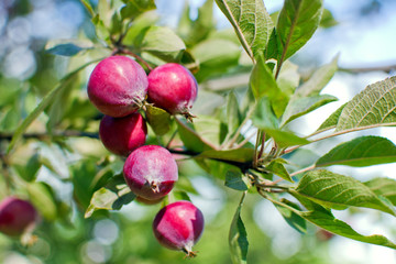 Decorative Paradise Apple tree branch with fruits