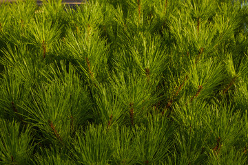 Pattern with green branches with pine needles. Texture of coniferous tree