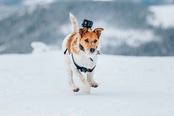 Happy fox terrier running wildly in the snow. Fun with a dog in the mountains. Hiking with a dog.