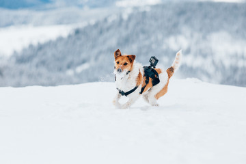 Happy fox terrier running wildly in the snow. Fun with a dog in the mountains. Hiking with a dog.