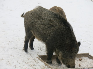 wild boars in winter