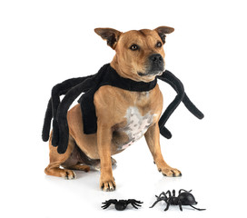 staffordshire bull terrier