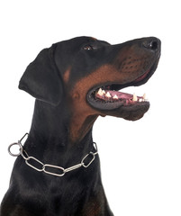 doberman pinscher in studio