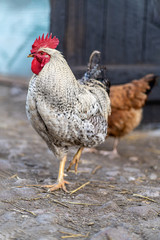 Rooster on an organic farm. Free range chicken. Happy Hen
