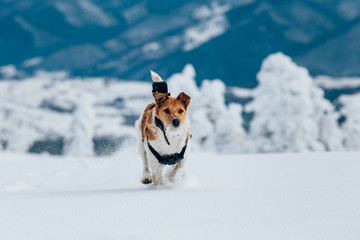 Happy fox terrier running wildly in the snow. Fun with a dog in the mountains. Hiking with a dog.
